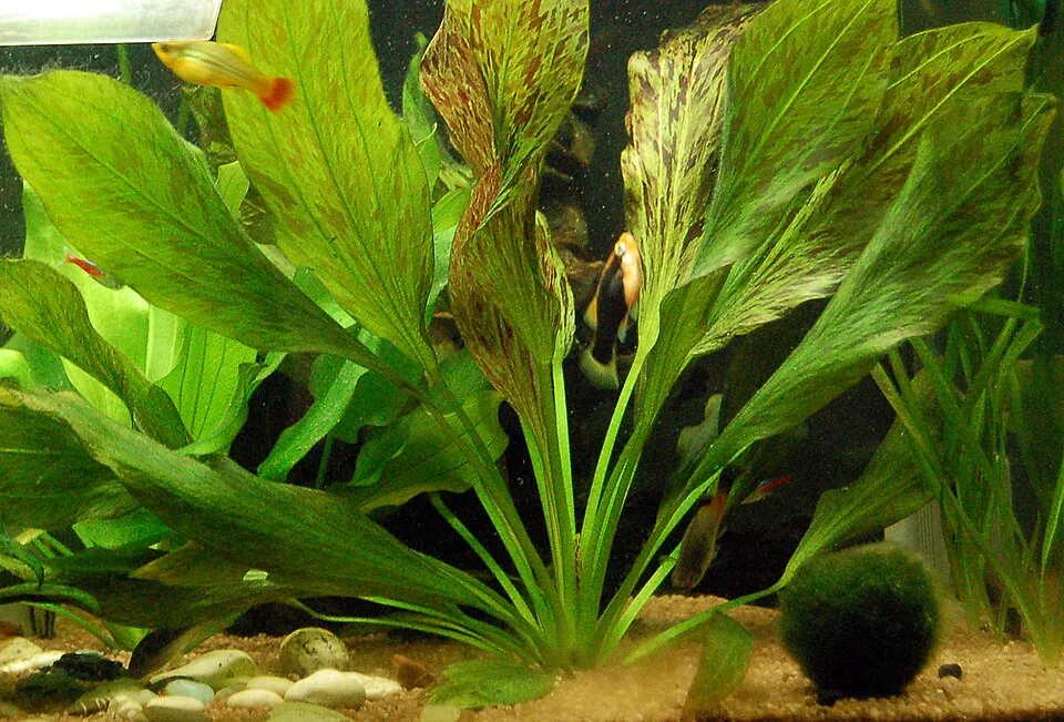 Sen dao Ozelot, Echinodorus 'Ozelot'
