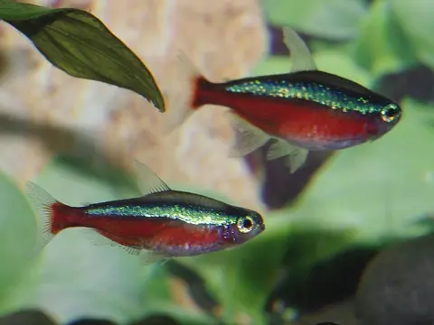 ปลาคาร์ดินัลเตตร้าสองตัวลำตัวสีแดงแถบสีฟ้าว่ายข้างไม้น้ำ