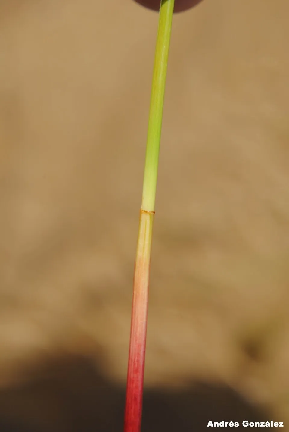 Fotos tomadas en dunas húmedas al margen del Océano Atlántico en elParque Nacional Cabo Polonio, departamento de Rocha