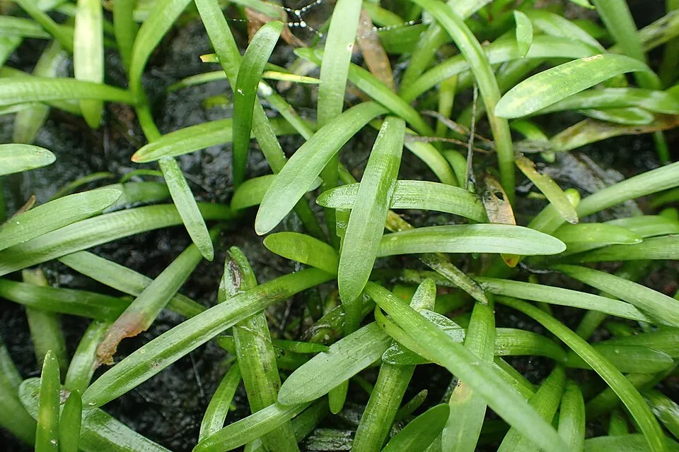 Cây sagittaria subulata