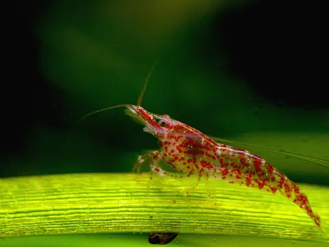 กุ้งเชอร์รี่สีแดงเกาะบนใบไม้น้ำ