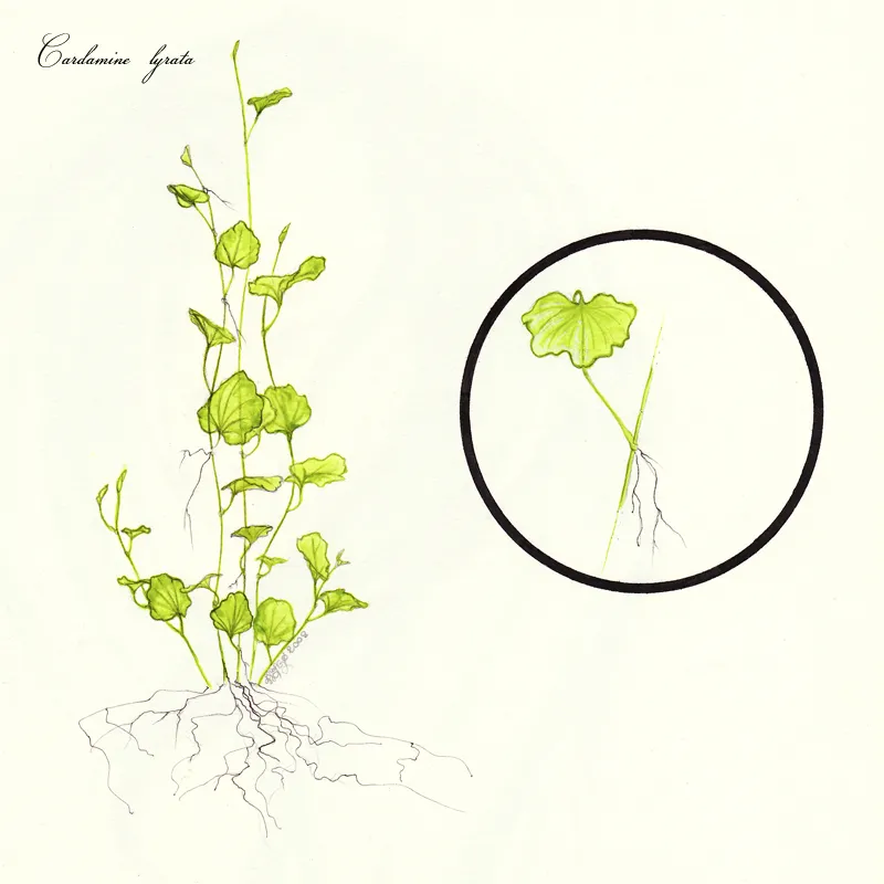 Cardamine lyrata