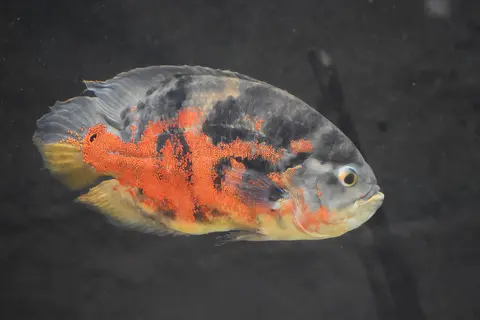 Oscar merah oranye tampak samping jelas di akuarium