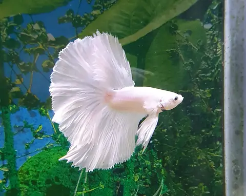 ปลากัดฮาล์ฟมูนตัวผู้ สีขาว กางหาง ในตู้ไม้น้ำ