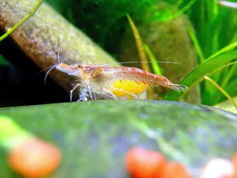กุ้งเชอร์รี่สีน้ำตาลเหลืองคลานบนหินมอสในตู้
