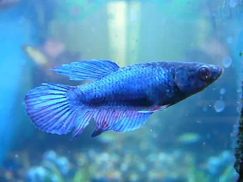 Cupang jantan biru berenang di akuarium kaca