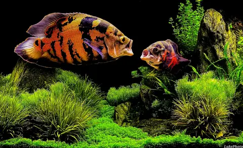 Dua oscar tiger oranye di akuarium tanaman air dengan tanaman hijau