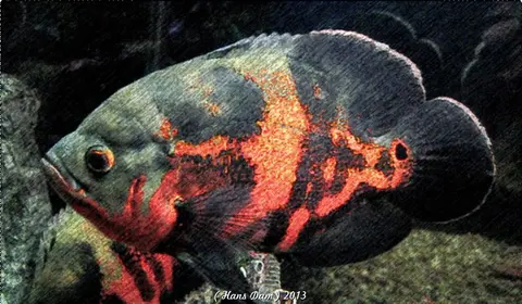 Oscar merah hitam mencolok, jarak dekat di akuarium