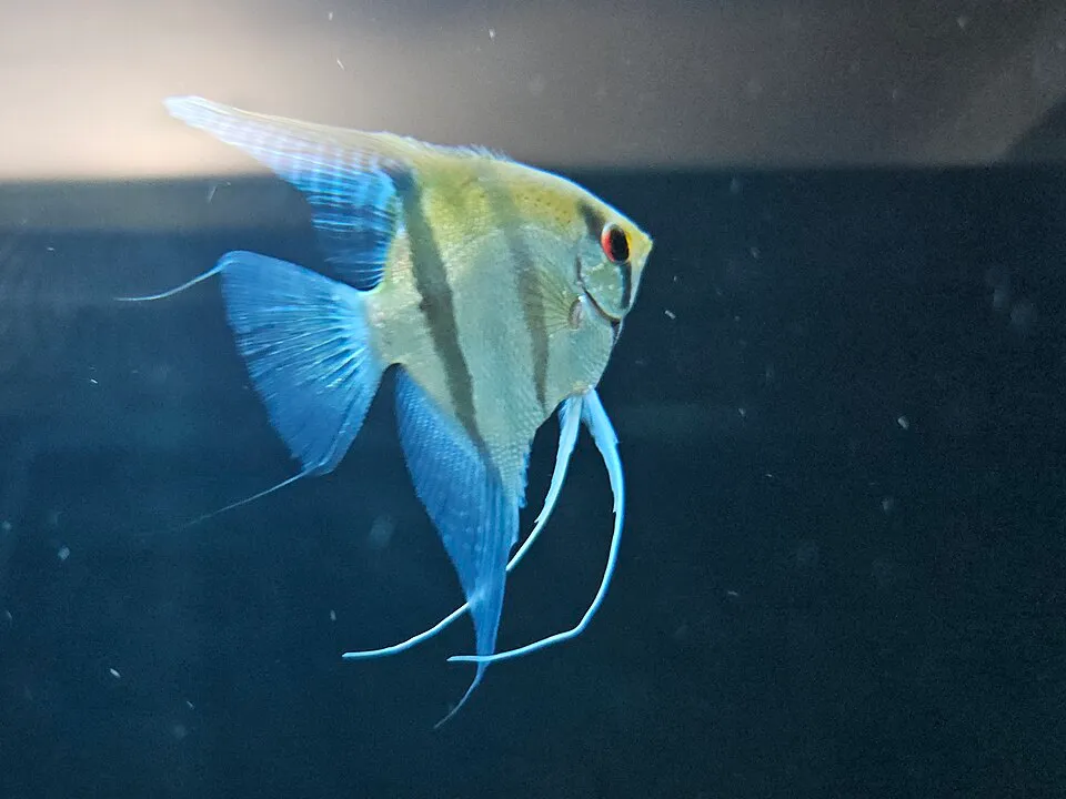 Cá ông tiên, Pterophyllum scalare