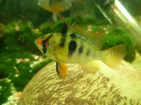 Ramirezi kuning berenang di akuarium berlumut hijau