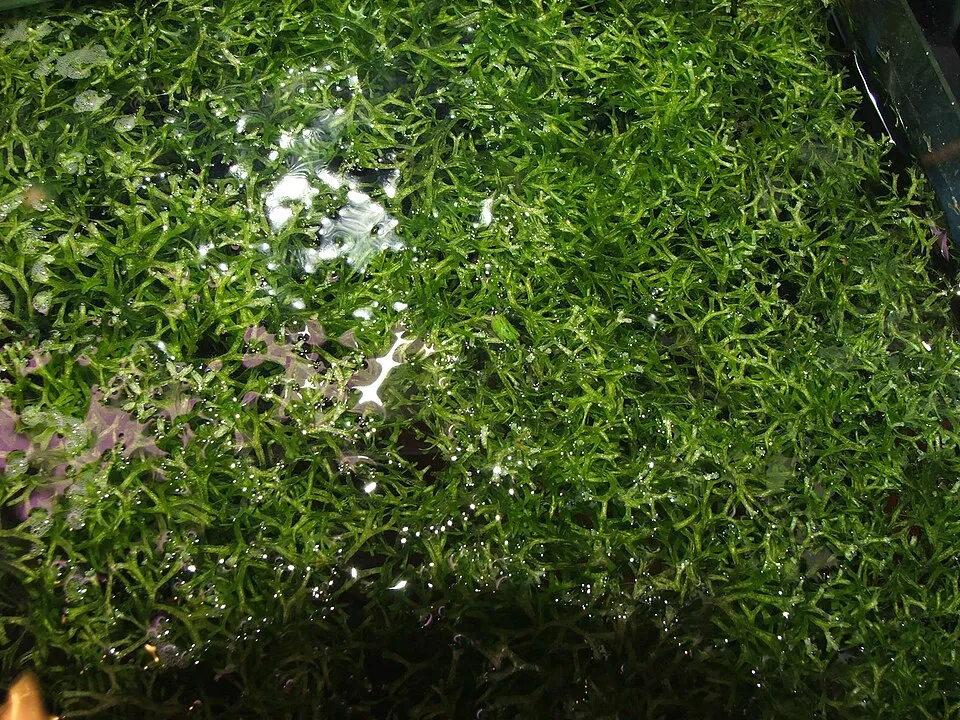 Riccia fluitans