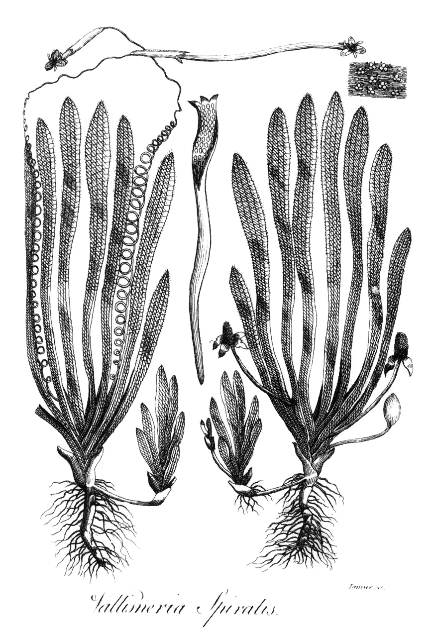 Lá lúa Tiger, Vallisneria spiralis