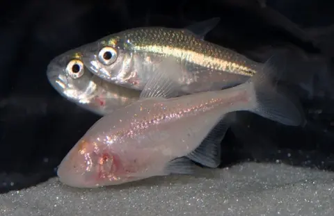 Blind Cave Tetra