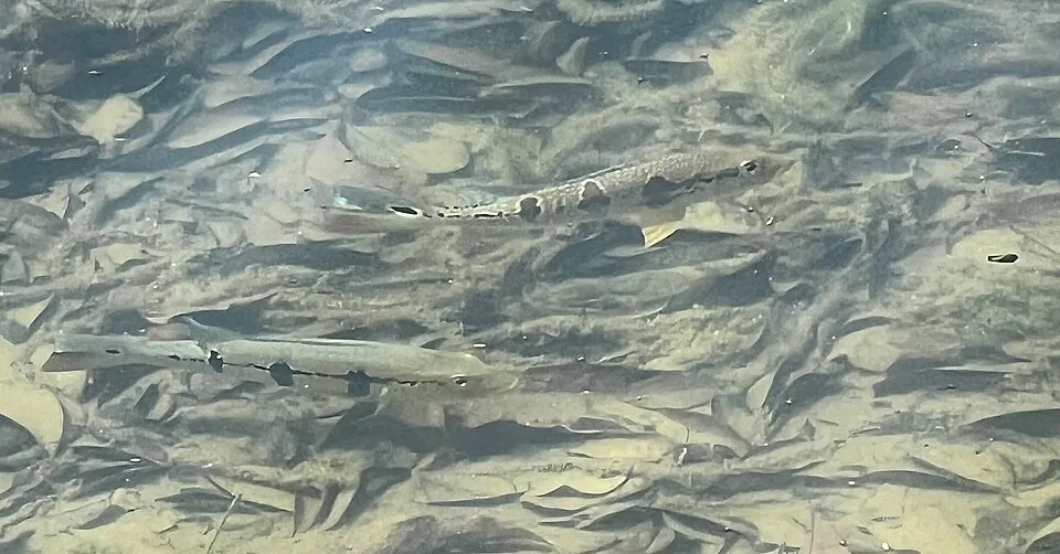Hybrid Peacock Bass in Singapore (Cichla temensis × C. orinocensis? × ???)