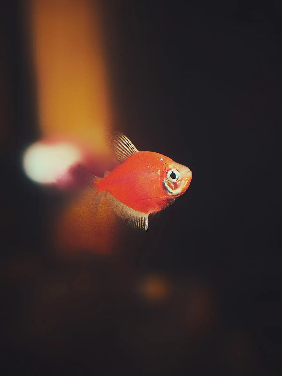 GloFish