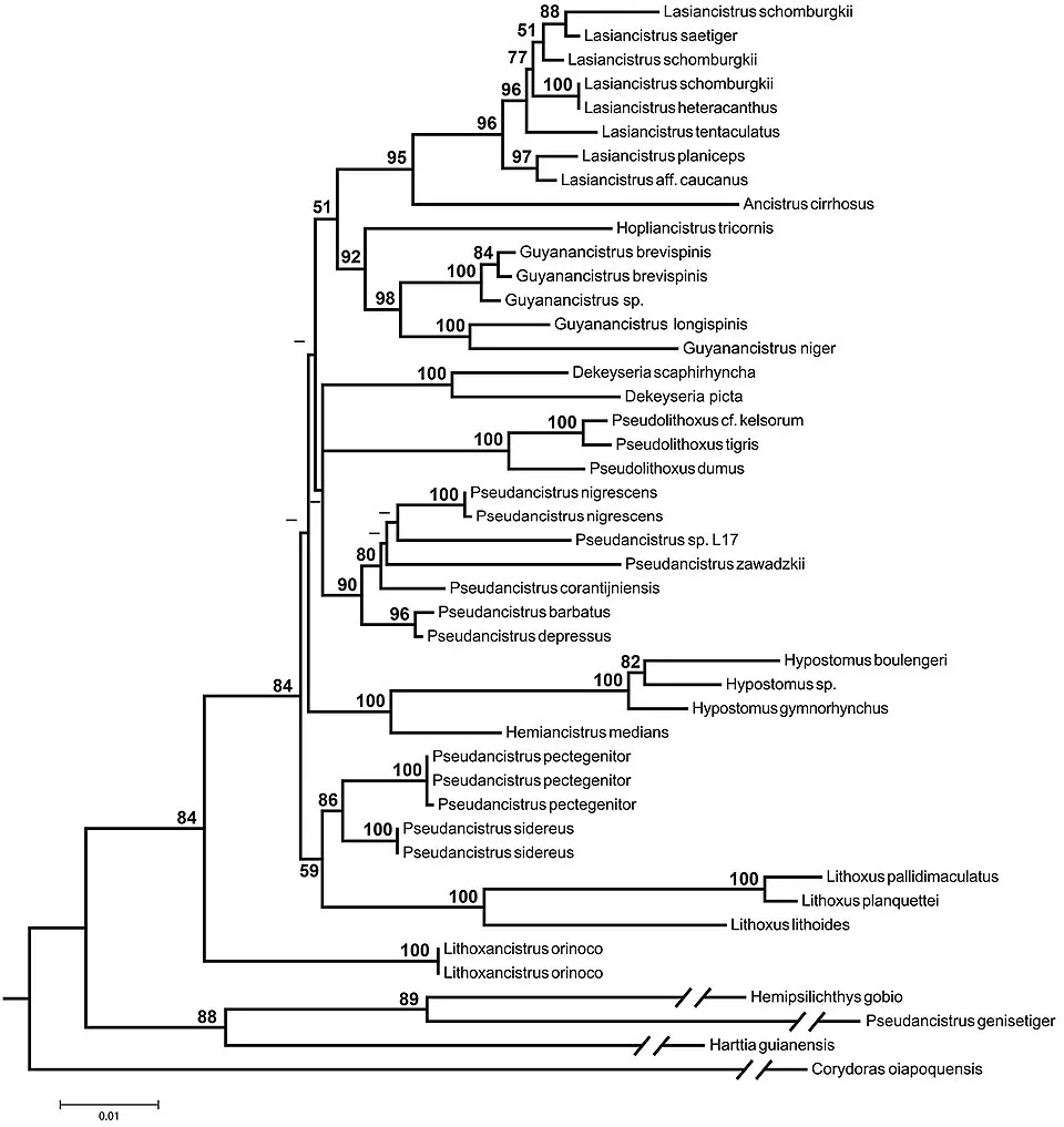 Source: Gabriel de Souza da Costa e Silva , Fábio Fernandes Roxo , Ricardo Britzke , Claudio Oliveira , New species of the Pseudancistrus barbatus group (Siluriformes, Loricariidae) with comments on i