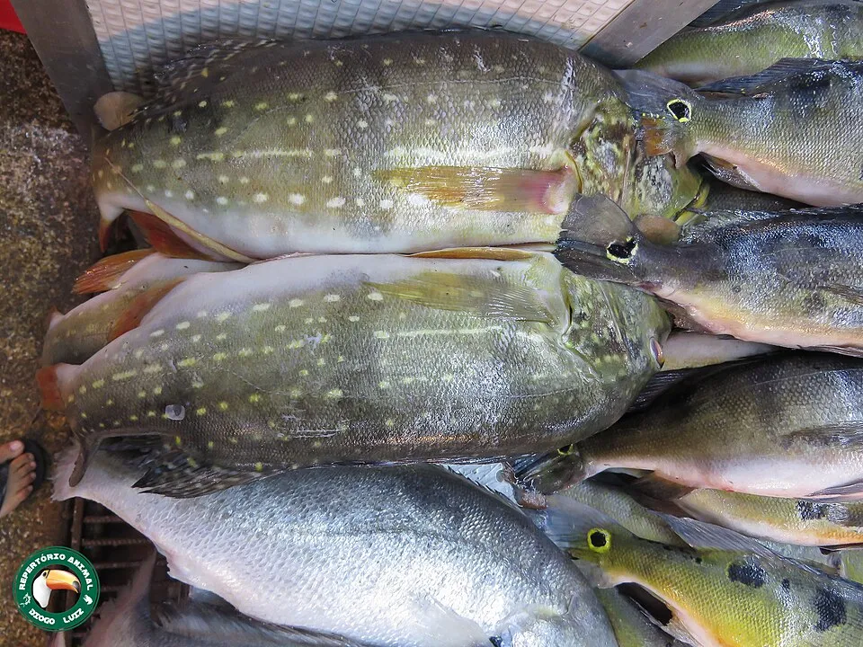 Speckled Peacock Bass (Cichla temensis)