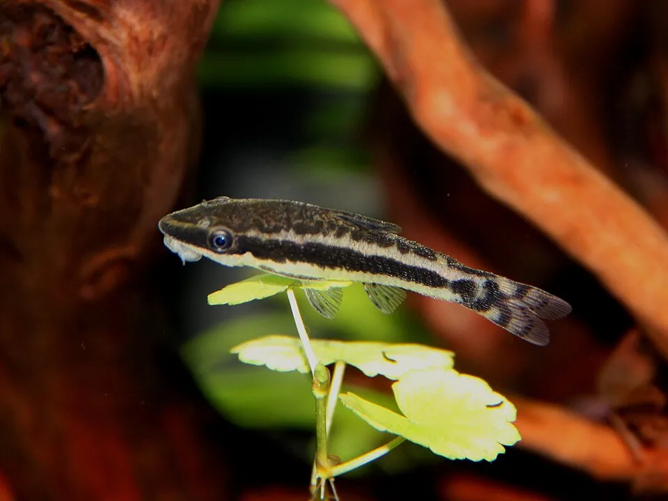 Cá oto vàng, Macrotocinclus affinis