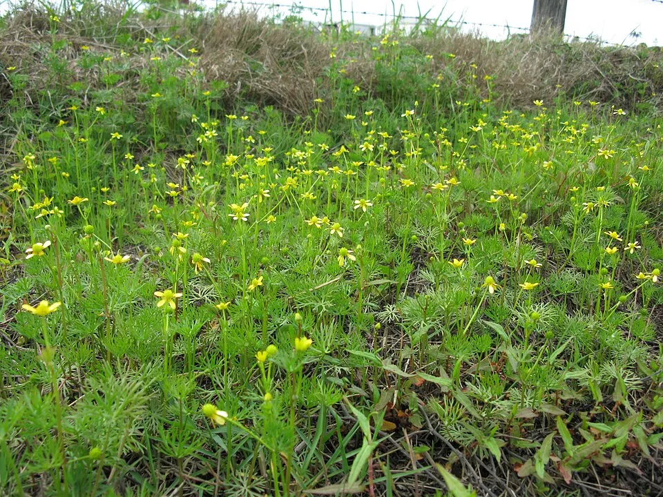 Native, perennial, emergent aquatic herb to 30 cm tall. Leaves are to 4 cm in diameter, circular in outline and deeply dissected into linear lobes. Flowers are solitary and to 1.5 cm diameter, with 5-