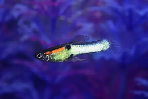 Guppy jantan bertubuh biru perak berdada oranye di akuarium berlatar ungu