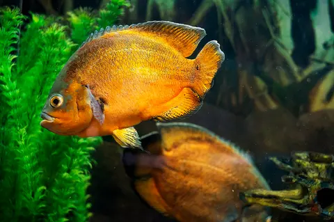 Oscar warna oranye kuning berenang di samping tanaman air