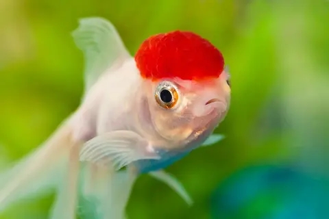 Ikan Oranda berbadan putih berjengger merah tampak dari depan di dalam akuarium