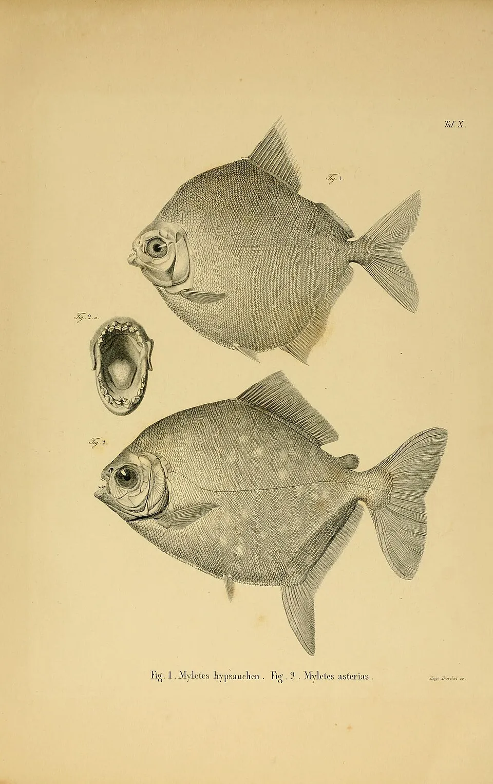 Horae Ichthyologicae : Beschreibung und Abbildung neuer Fische / von Johannes Müller und Franz Hermann Troschel.