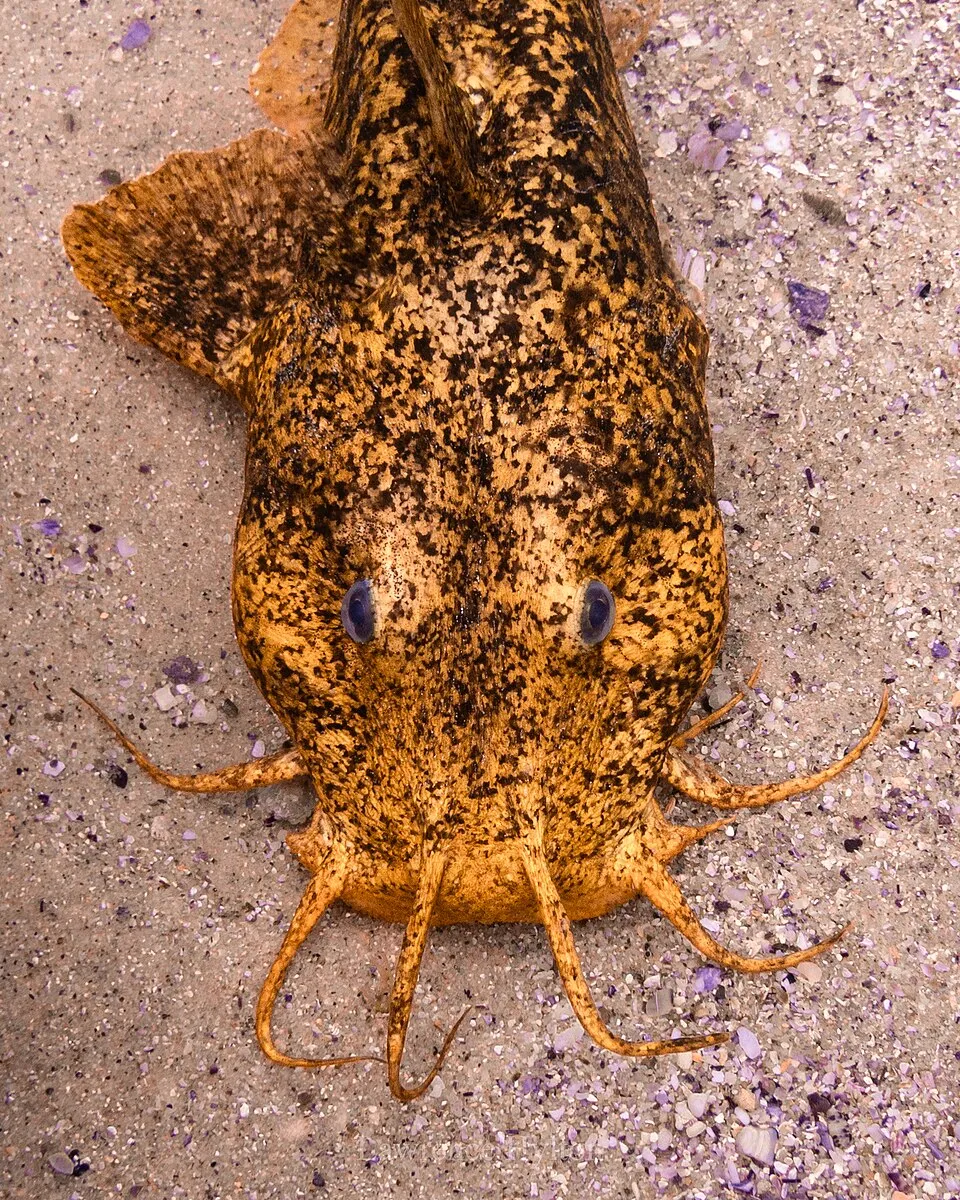 Estuary Cobbler (Cnidoglanis macrocephalus) in Australia