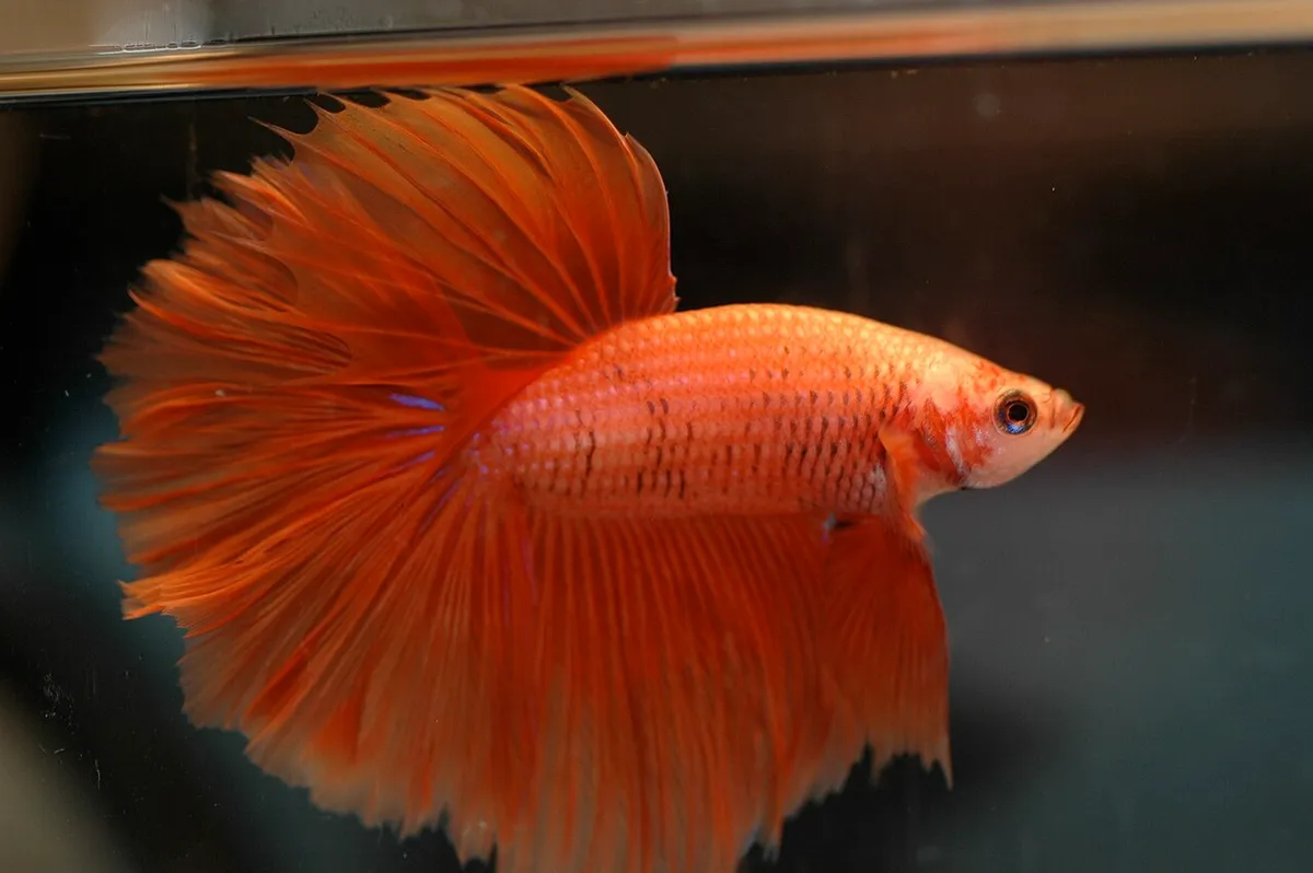 ปลากัดฮาล์ฟมูน (Halfmoon betta)