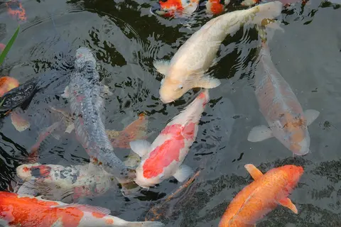 ปลาคาร์ปสีขาว แดง และส้มว่ายในบ่อ