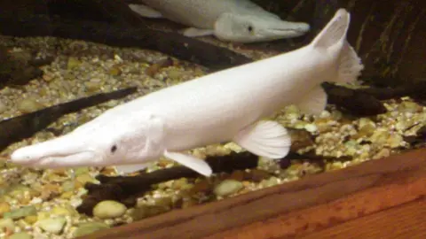 Ikan aligator