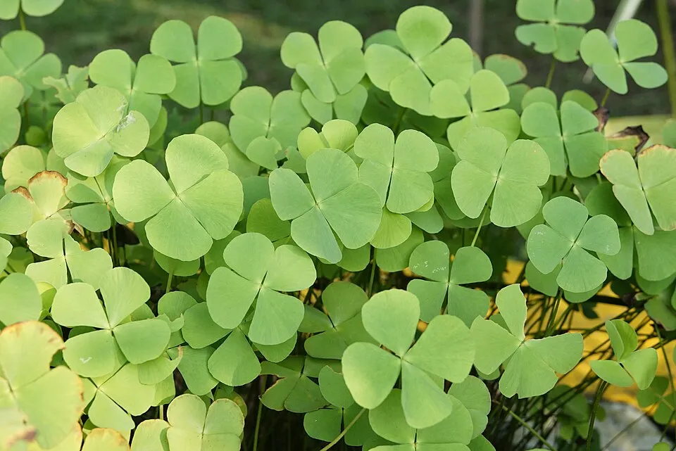Marsilea minuta @ Kozhikode,Kerala
