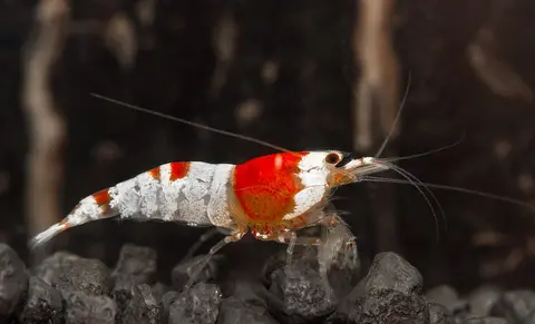 กุ้งคริสตัลเรดที่มีแถบสีแดงใหญ่บนหลัง บนพื้นหินสีดำ