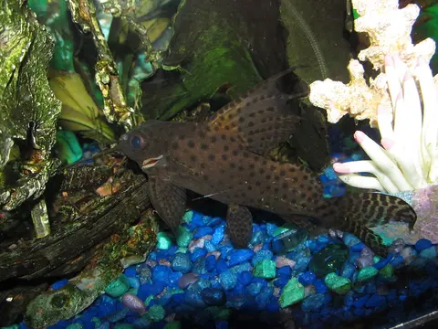 Synodontis Eupterus