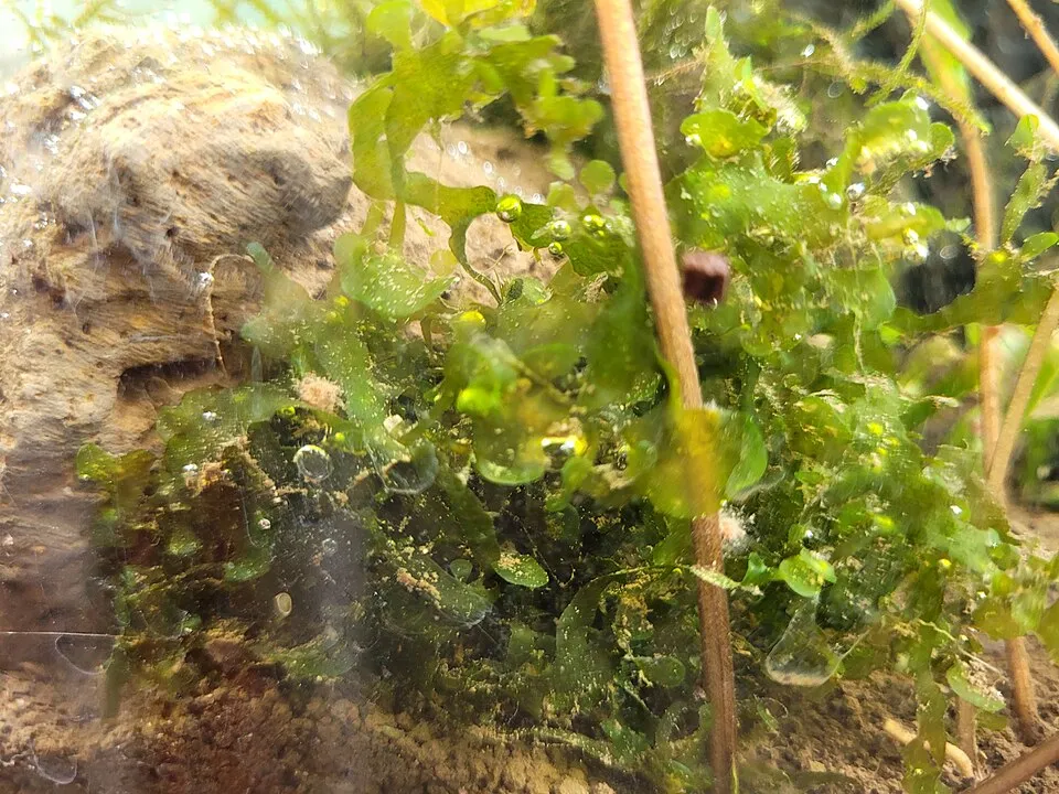 Lomariopsis gametophyte ("pelia moss") in the Philippines