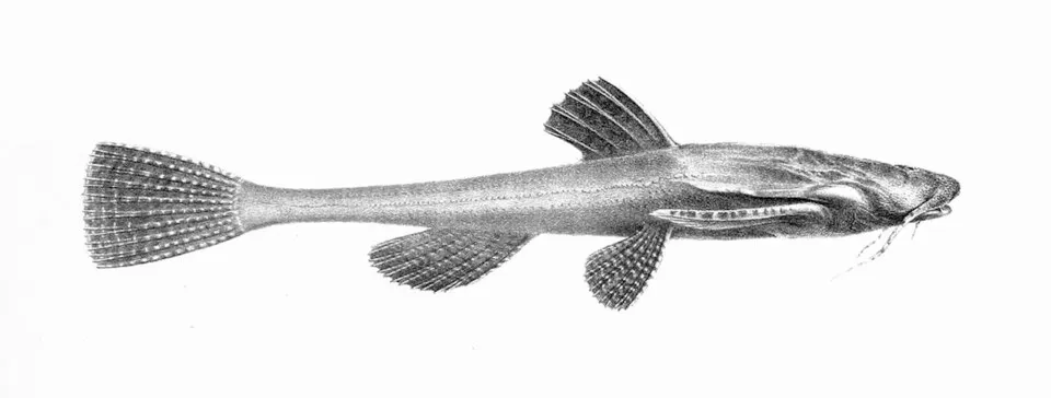 Bunocephalus coracoideus