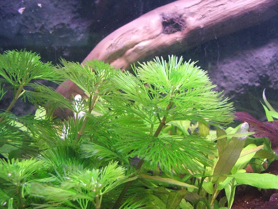 Cabomba nước, Cabomba aquatica