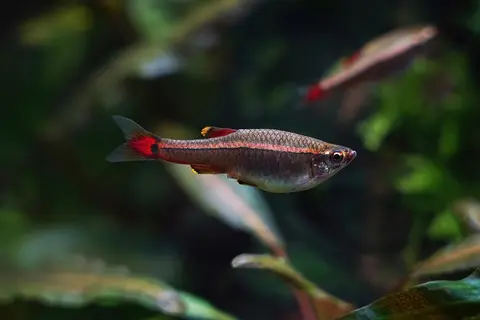Cá kim tơ đuôi đỏ bơi giữa cây thủy sinh