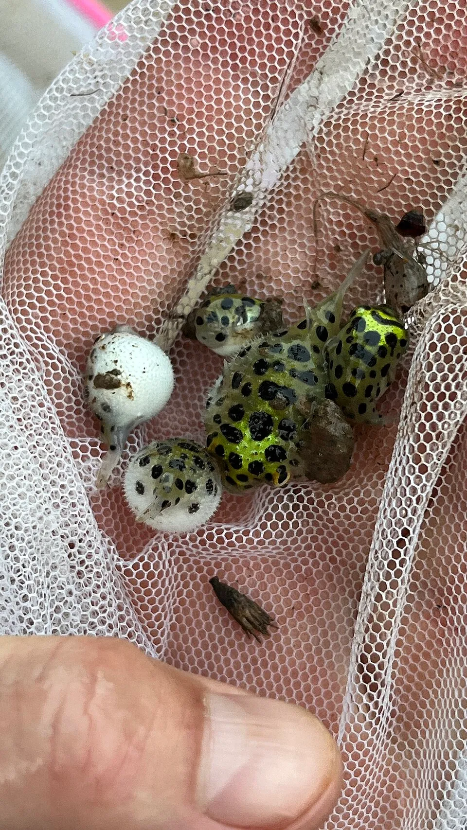 Photo of Green Spotted Puffer uploaded from iNaturalist.