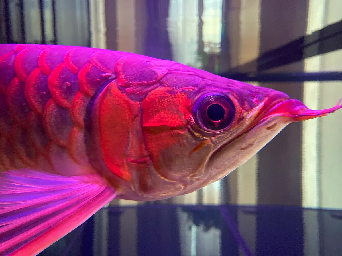 อะโรวาน่าซุปเปอร์เรด (Super red arowana)