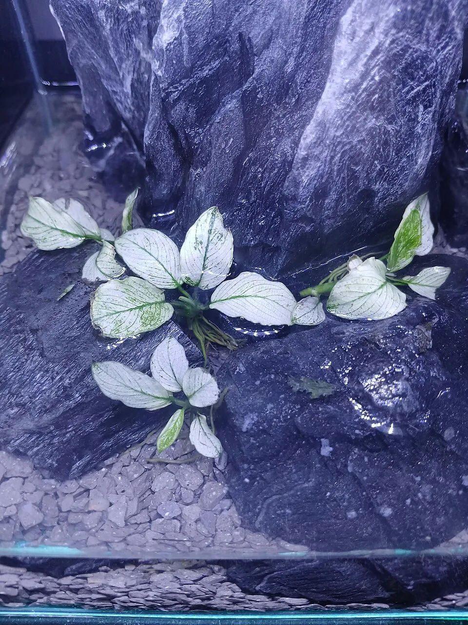 Anubias barteri, Anubias barteri var. barteri