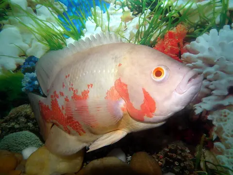 Oscar albino merah putih di akuarium tanaman air dengan karang