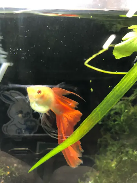 Guppy jantan bertubuh kuning berekor oranye di akuarium