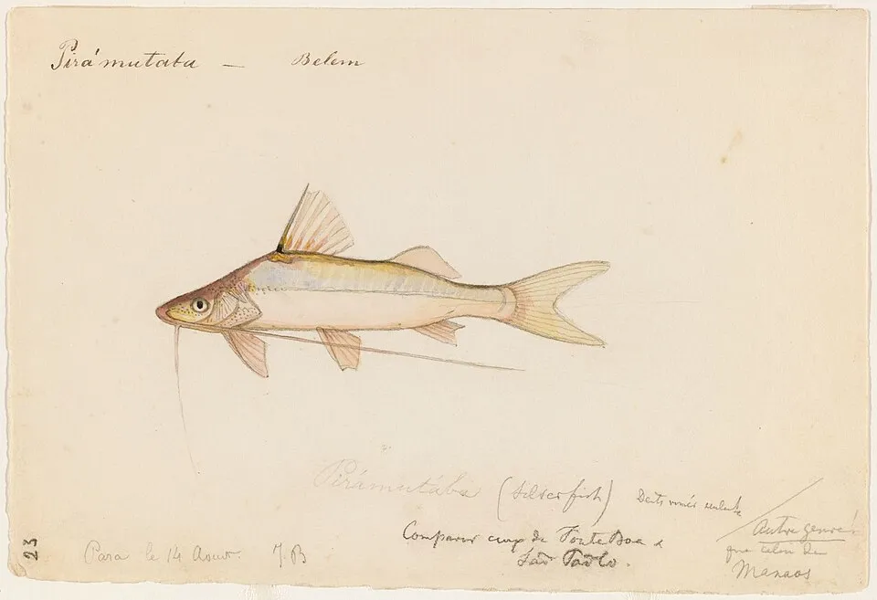 Taxonomic Classification: Animalia--Pimelodidae--Brachyplatystoma vaillantii (Valenciennes 1840). Common Name: Laulao catfish. Original Name: Piramutaba