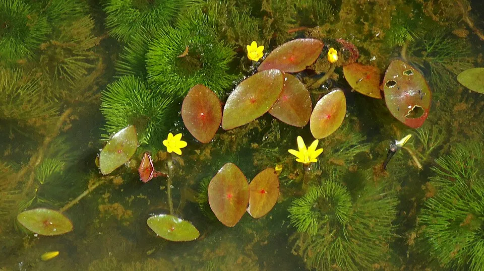Cabomba aquatica Aubl.