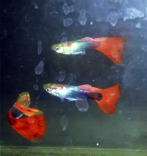 Dua guppy jantan berekor merah di akuarium