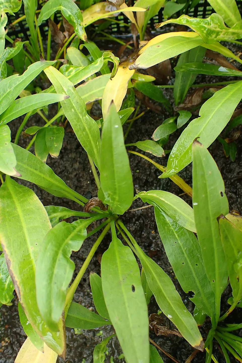 Echinodorus grisebachii in Wrocław University Botanical Garden