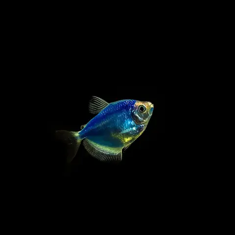 Ikan GloFish tetra biru dengan latar belakang hitam