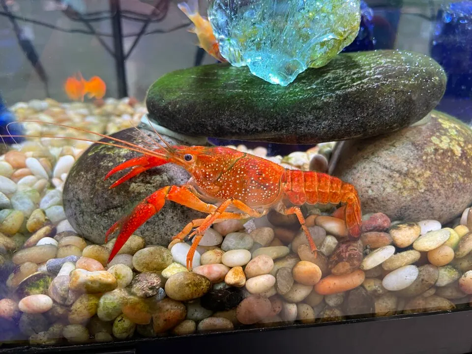 Red swamp crayfish (Procambarus clarkii), Entomica