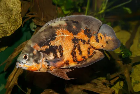 Oscar tiger belang oranye hitam di akuarium bertanaman